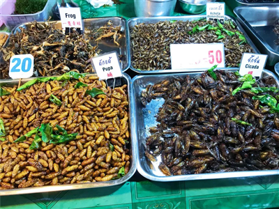 16 loài côn trùng sẽ xuất hiện trên bàn ăn ở Singapore