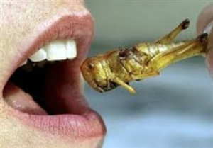 Ăn côn trùng tốt hơn ăn thịt 