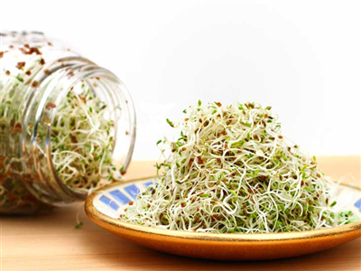Rau mầm cỏ linh lăng - dinh dưỡng và lợi ích đặc biệt đối với sức khỏe