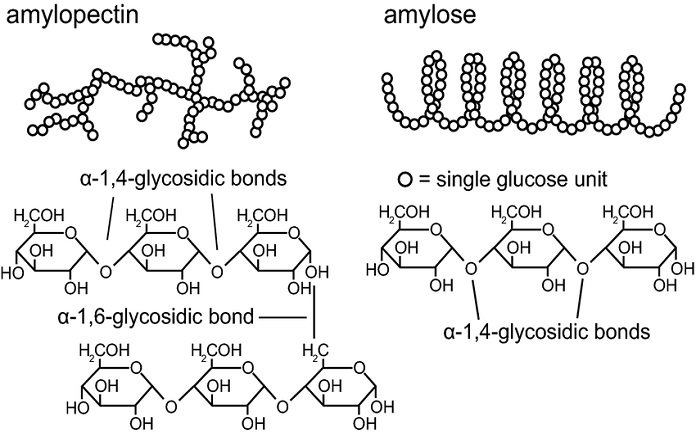 Amylose là gì? Tìm hiểu chi tiết về cấu trúc và vai trò của amylose trong tinh bột